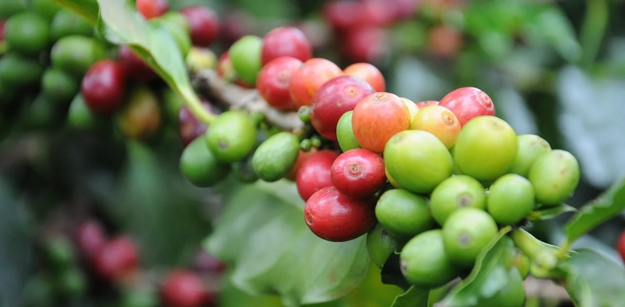 coffee-747604_1280