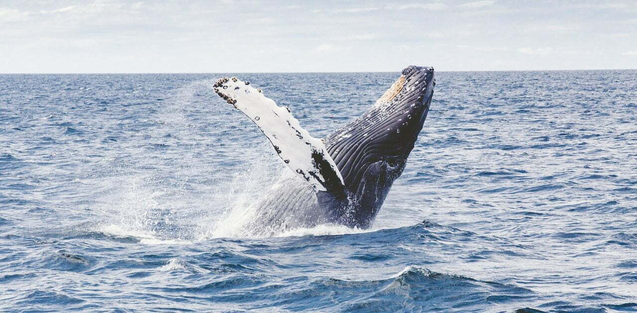 isla de la plata tour